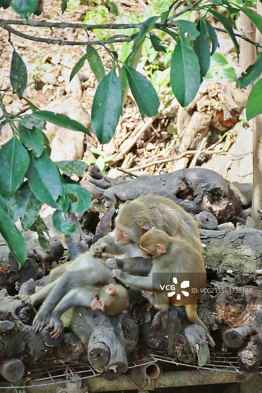 西双版纳图片素材