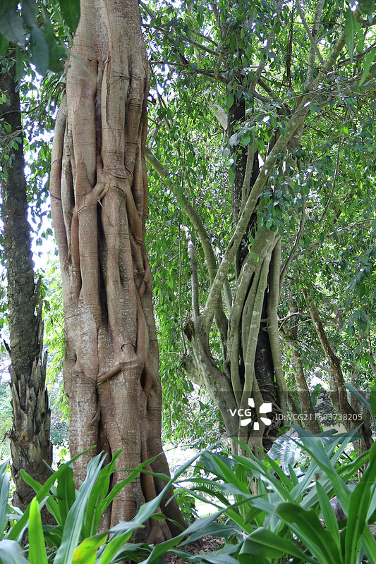 西双版纳图片素材