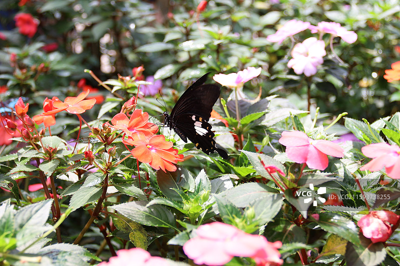 西双版纳图片素材