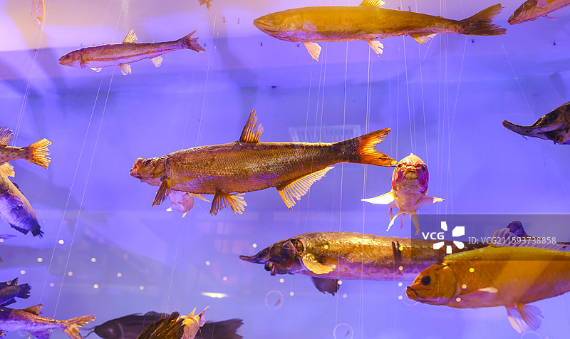 哈尔滨福成厚餐厅展示的寒地江鱼标本展缸图片素材