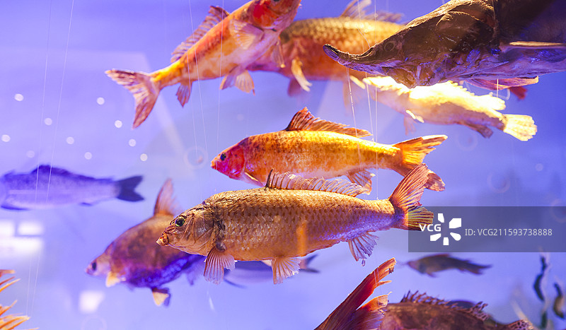 哈尔滨福成厚餐厅展示的寒地江鱼标本展缸图片素材