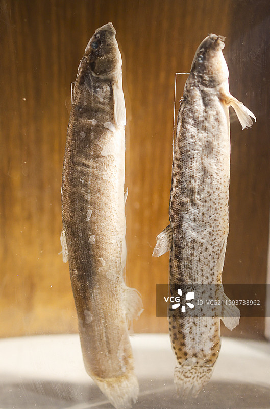 东北福成厚餐厅展示的东北“三花五罗”等鱼类标本组图图片素材