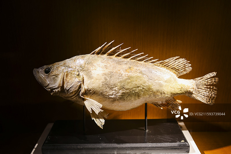 东北福成厚餐厅展示的东北“三花五罗”等鱼类标本组图图片素材