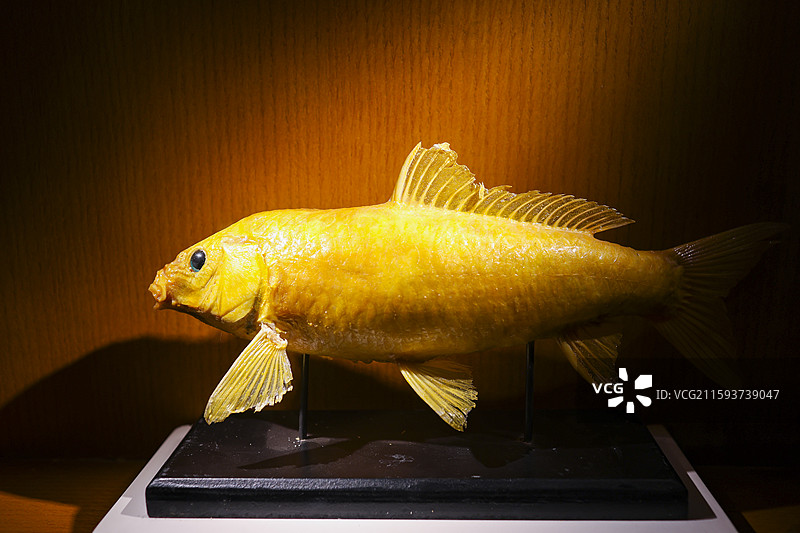 东北福成厚餐厅展示的东北“三花五罗”等鱼类标本组图图片素材