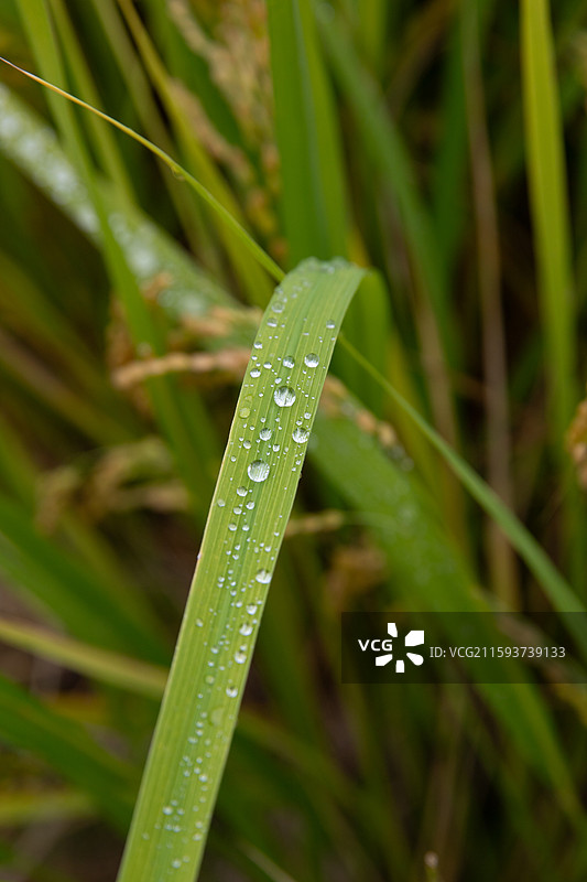 稻谷成熟了图片素材