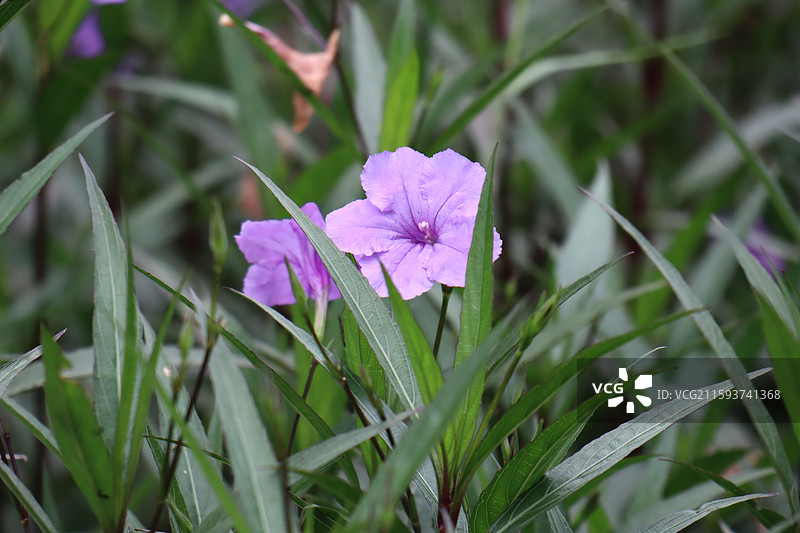 武汉九真山山顶锁情台旁的鲜花图片素材