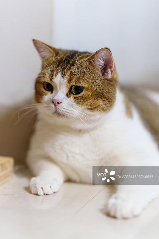 呆萌可爱的棕白猫咪图片素材