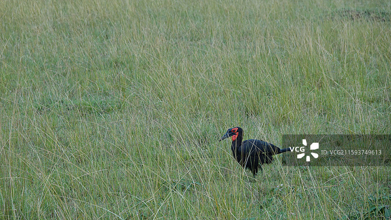 肯尼亚红脸地犀鸟图片素材