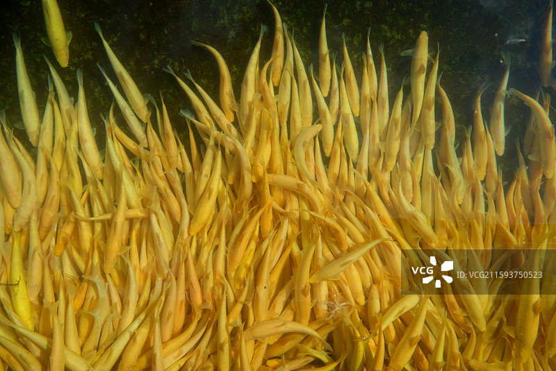 新疆博尔塔拉蒙古自治州温泉县冷水鱼图片素材