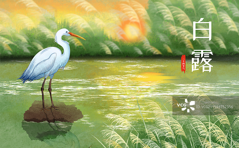 二十四节气白露插画芦苇水鸟落日横图图片素材