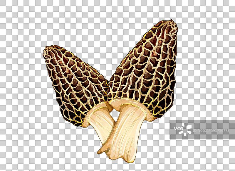 菌菇蘑菇羊肝菌图片素材