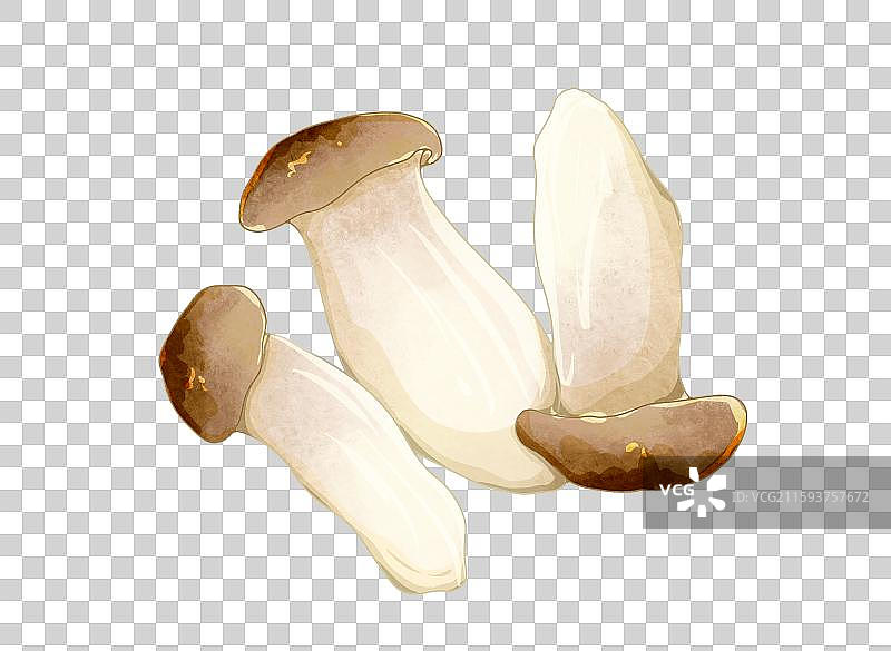 杏鲍菇图片素材