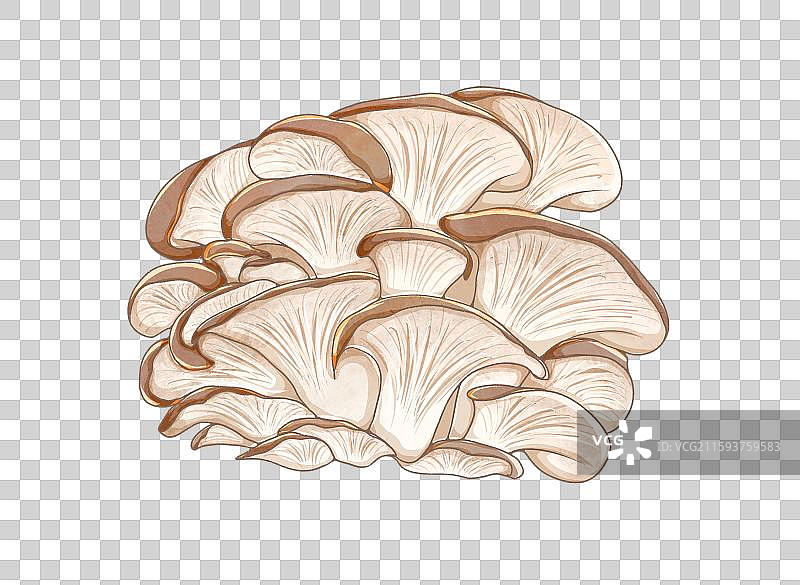 蘑菇平菇图片素材