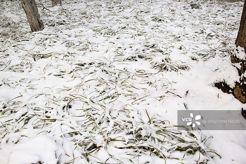 雪景 白雪覆盖树林中的草地图片素材