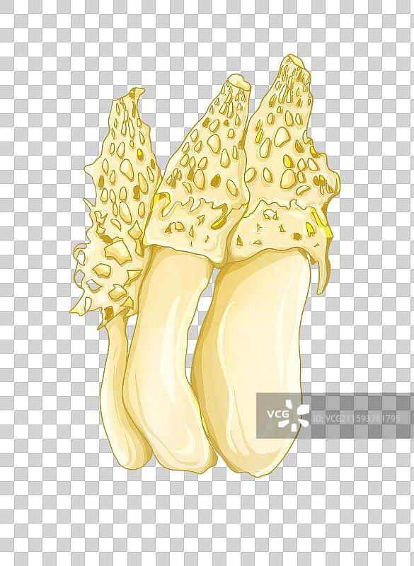 蘑菇菌类竹荪图片素材