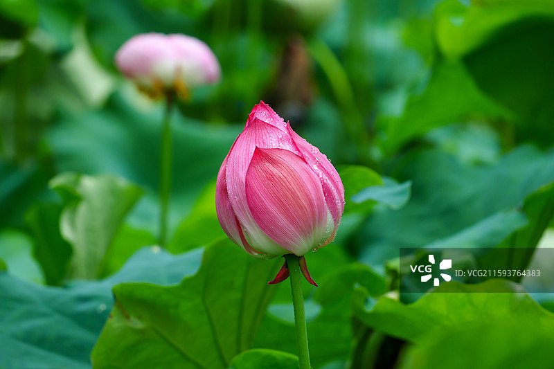 杭州西溪湿地图片素材