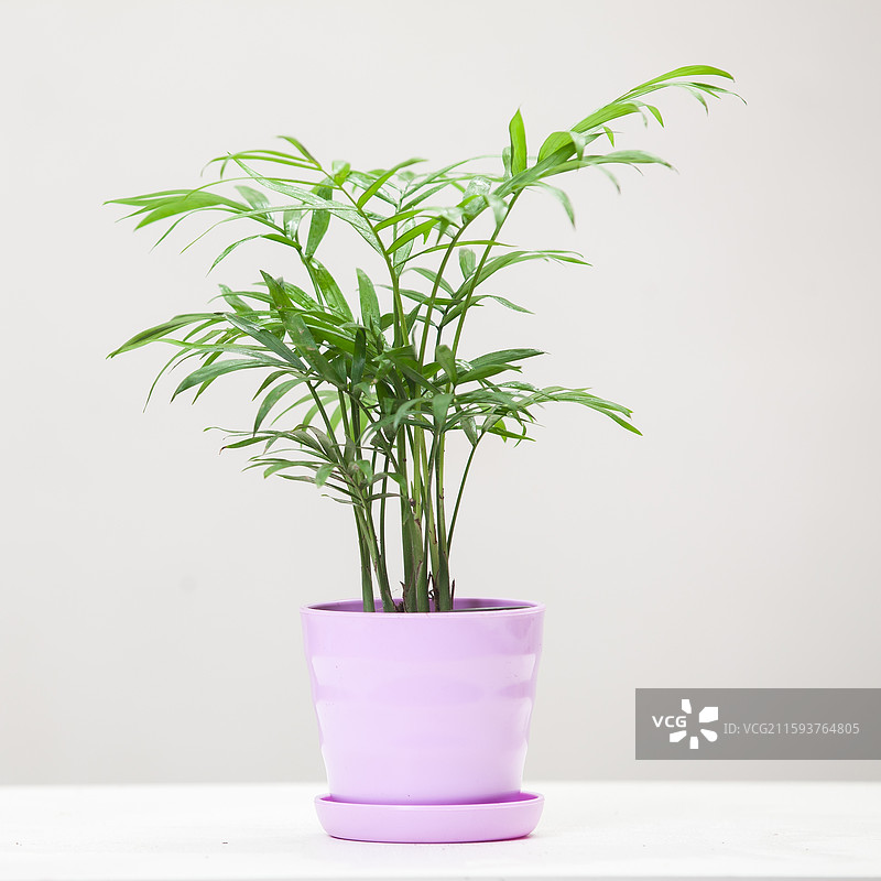 凤尾竹盆栽图片素材