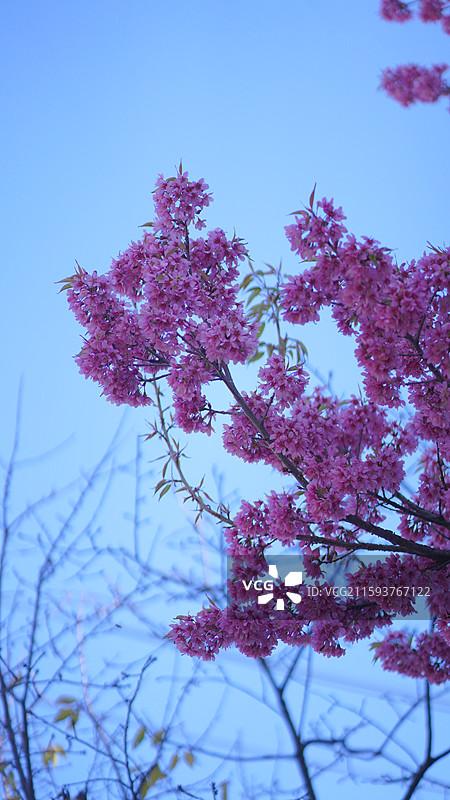 冬季大理天龙八部影视城的樱花美景图片素材