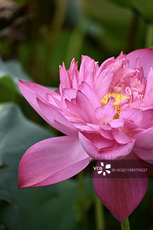 重瓣荷花 无锡东林书院图片素材