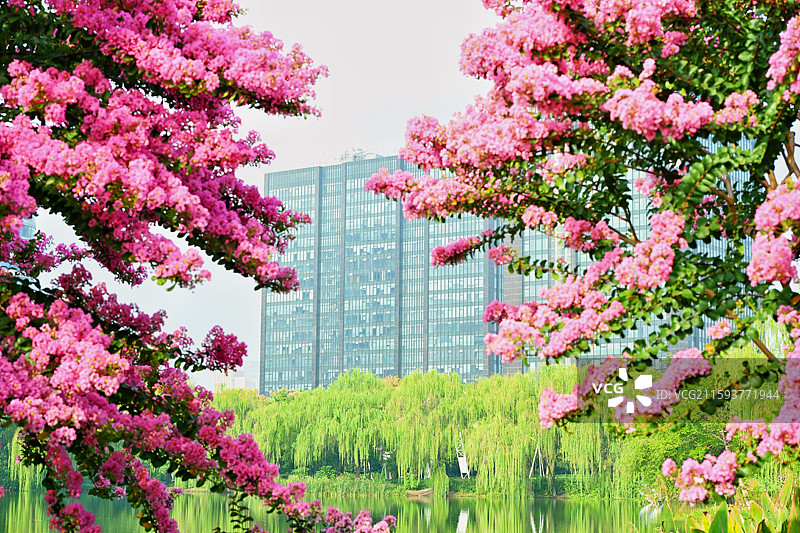 杭州城北体育公园紫薇花盛开图片素材