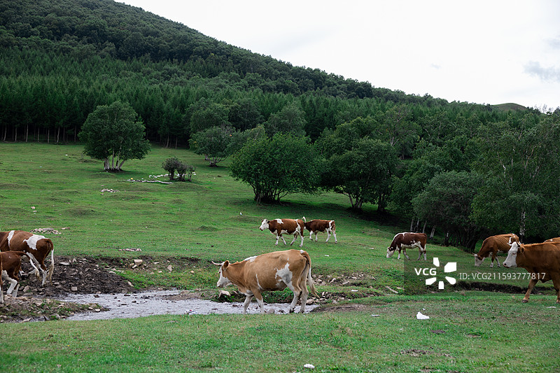 坝上草原图片素材