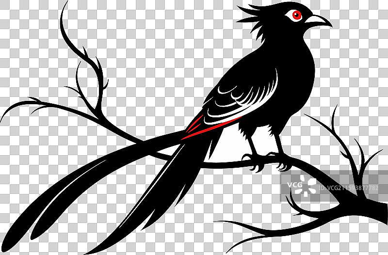 亚洲长尾鹦鹉图片素材