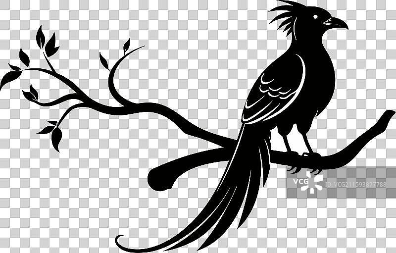 亚洲长尾鹦鹉图片素材