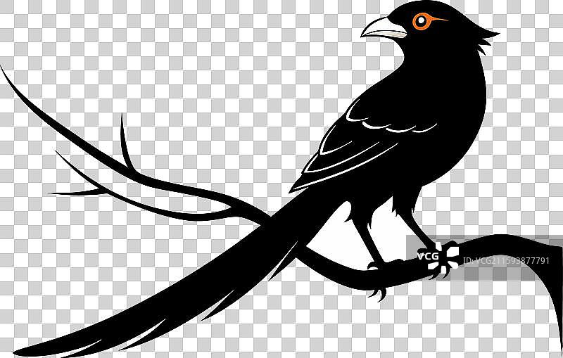 亚洲长尾山雀图片素材