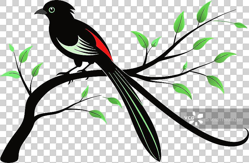 亚洲长尾鹦鹉图片素材