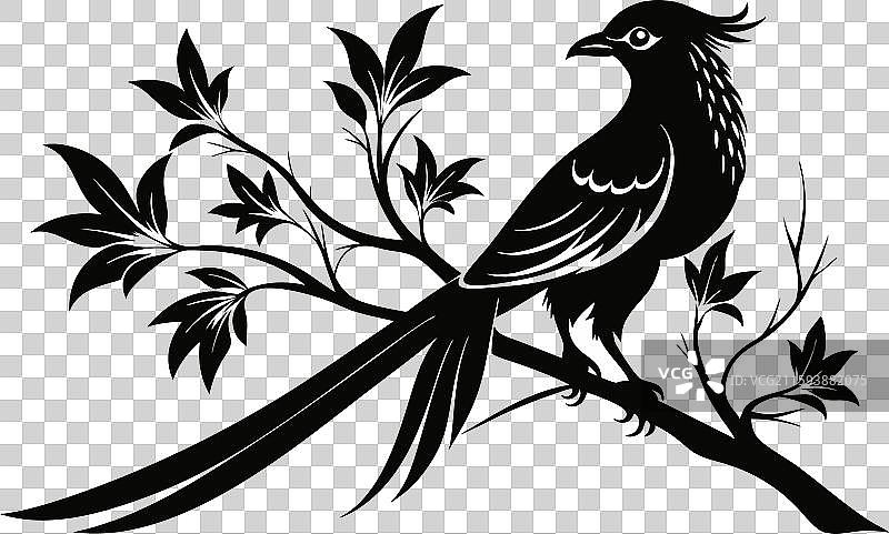 亚洲长尾鹦鹉图片素材