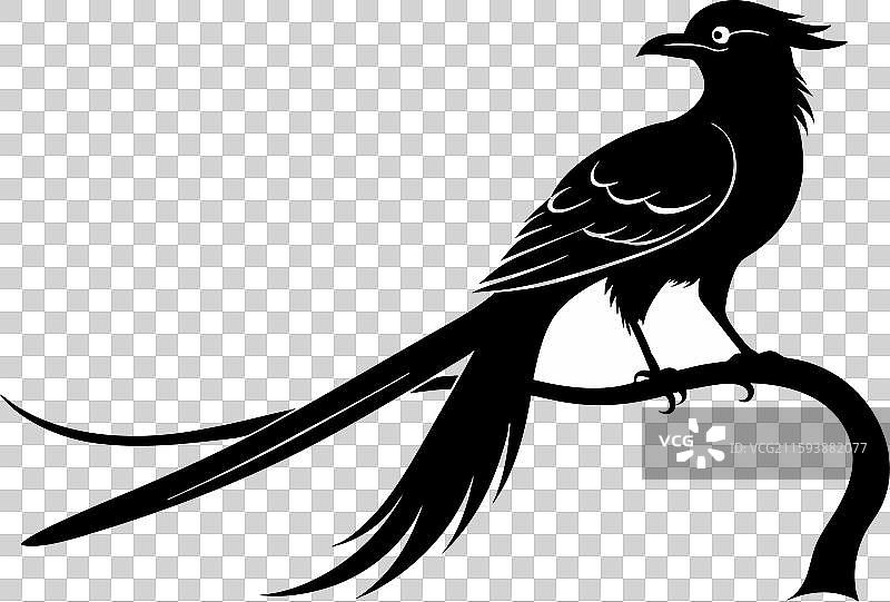 亚洲长尾鹦鹉图片素材