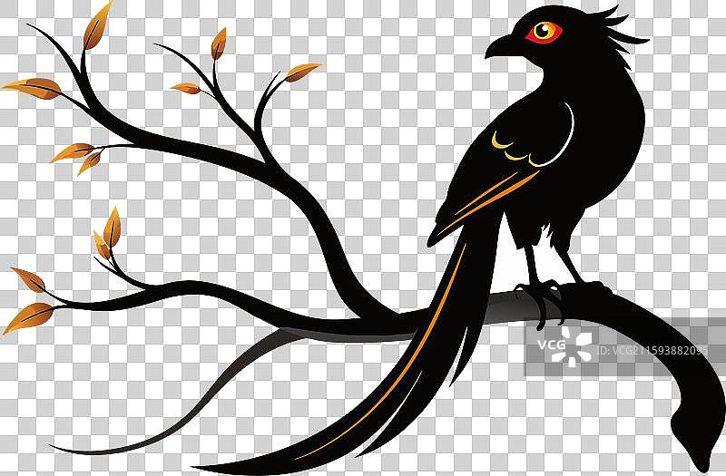 亚洲长尾鹦鹉图片素材