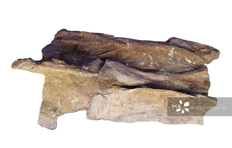 晚侏罗世合川马门溪龙颈椎（距今1.61-1.45亿年）图片素材