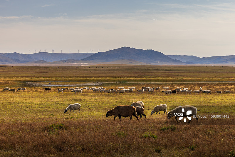 草原牧野图片素材