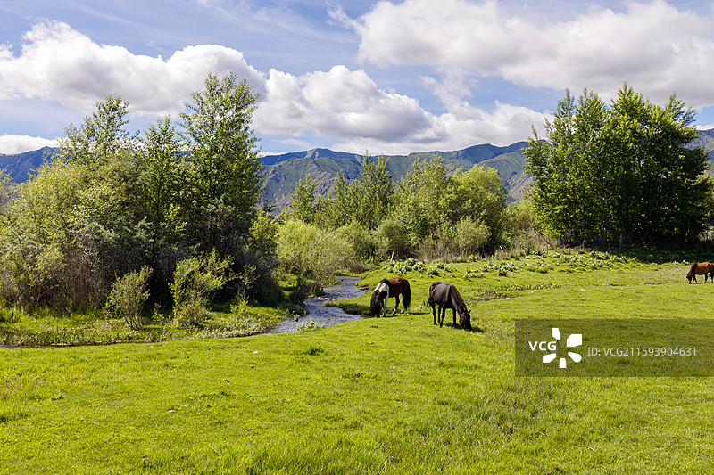 新疆博尔塔拉蒙古自治州温泉县博格达尔森林公园图片素材