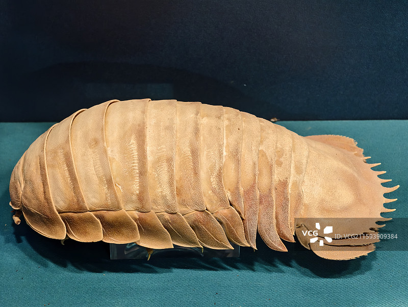 大王具足虫  巨型深海等足虫标本  奇异海洋生物的特写图片素材