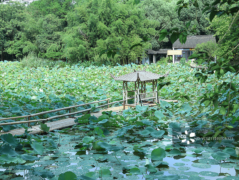 浙江绍兴兰亭景区乐池雨后荷花池塘图片素材