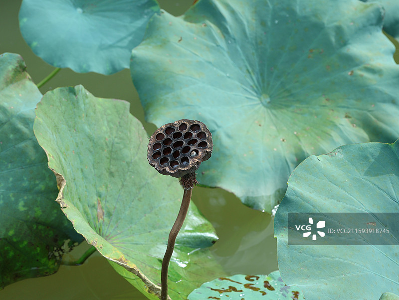 浙江绍兴兰亭景区乐池雨后荷花池塘图片素材