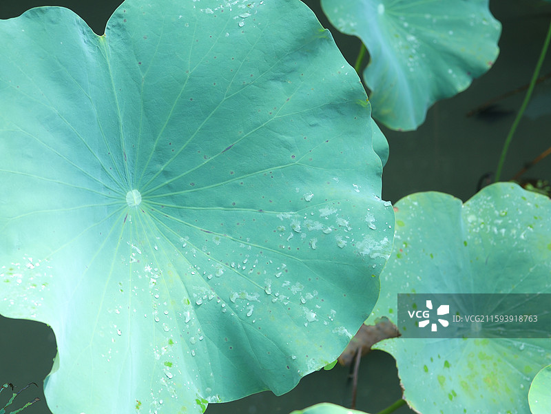 浙江绍兴兰亭景区乐池雨后荷花池塘图片素材