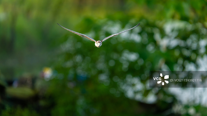 白翅浮鸥图片素材