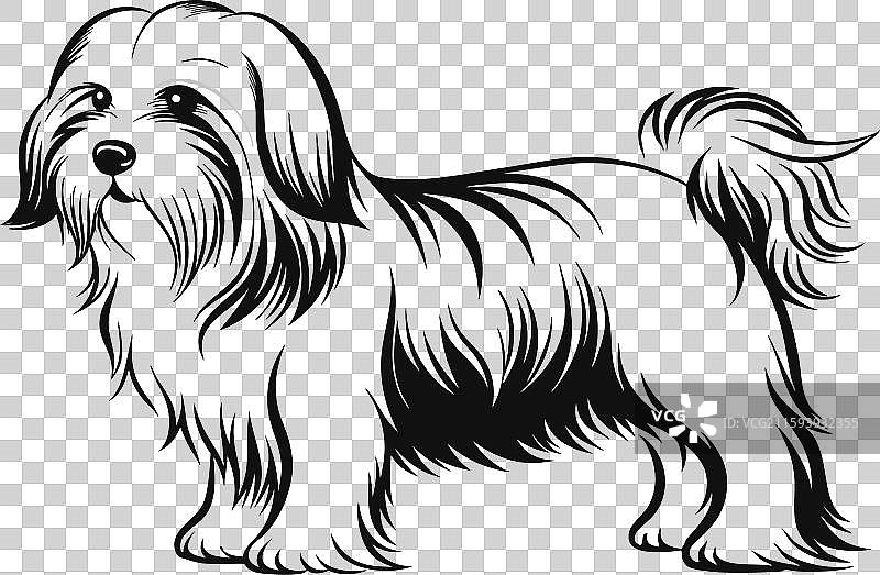 全身干净逼真的马尔济斯犬图片素材