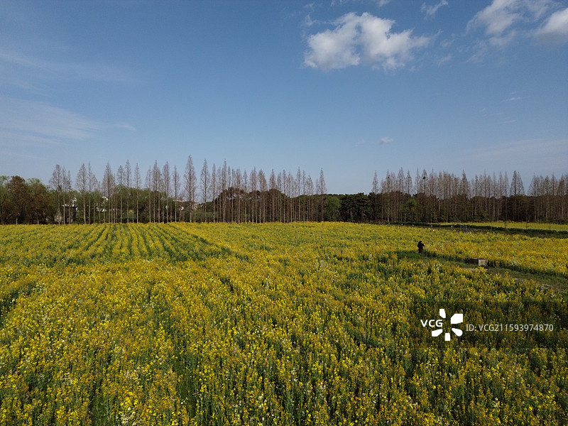 油菜花海，乡村农业，拍摄于上海市奉贤区南桥镇图片素材