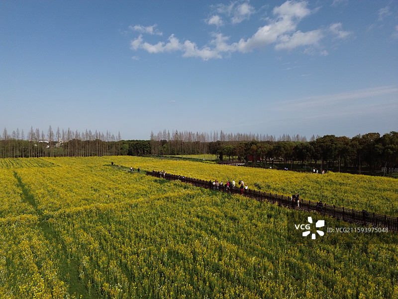 油菜花海，乡村农业，拍摄于上海市奉贤区南桥镇图片素材