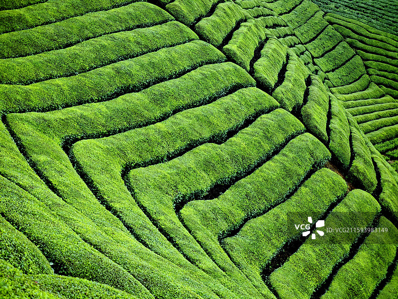 茶山韵律 拍摄于湖北省鹤峰县木耳山茶园图片素材