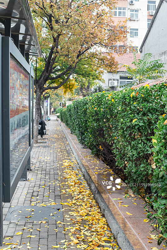 中国野生植物拍摄主题，步行道路砖地上黄色红色的枫叶红叶，户外白昼无人图像摄影图片素材