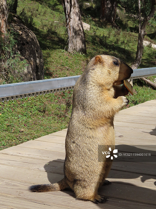 甘肃武威冰沟河景区 土拨鼠 旱獭 天祝藏族自治县祁连山国家公园图片素材