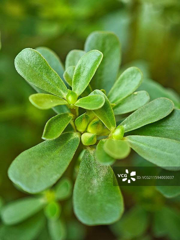 马齿苋微距特写图片素材