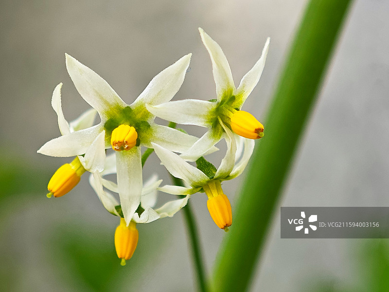 龙葵的白色花朵微距特写图片素材