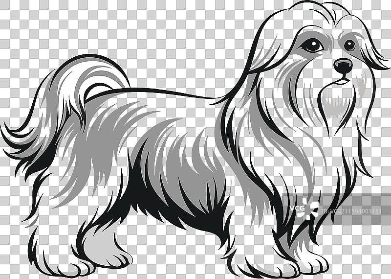 干净逼真的全身马尔济斯犬图片素材