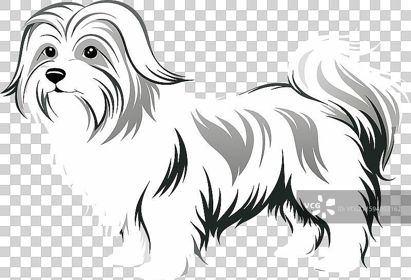 干净逼真的全身马尔济斯犬图片素材